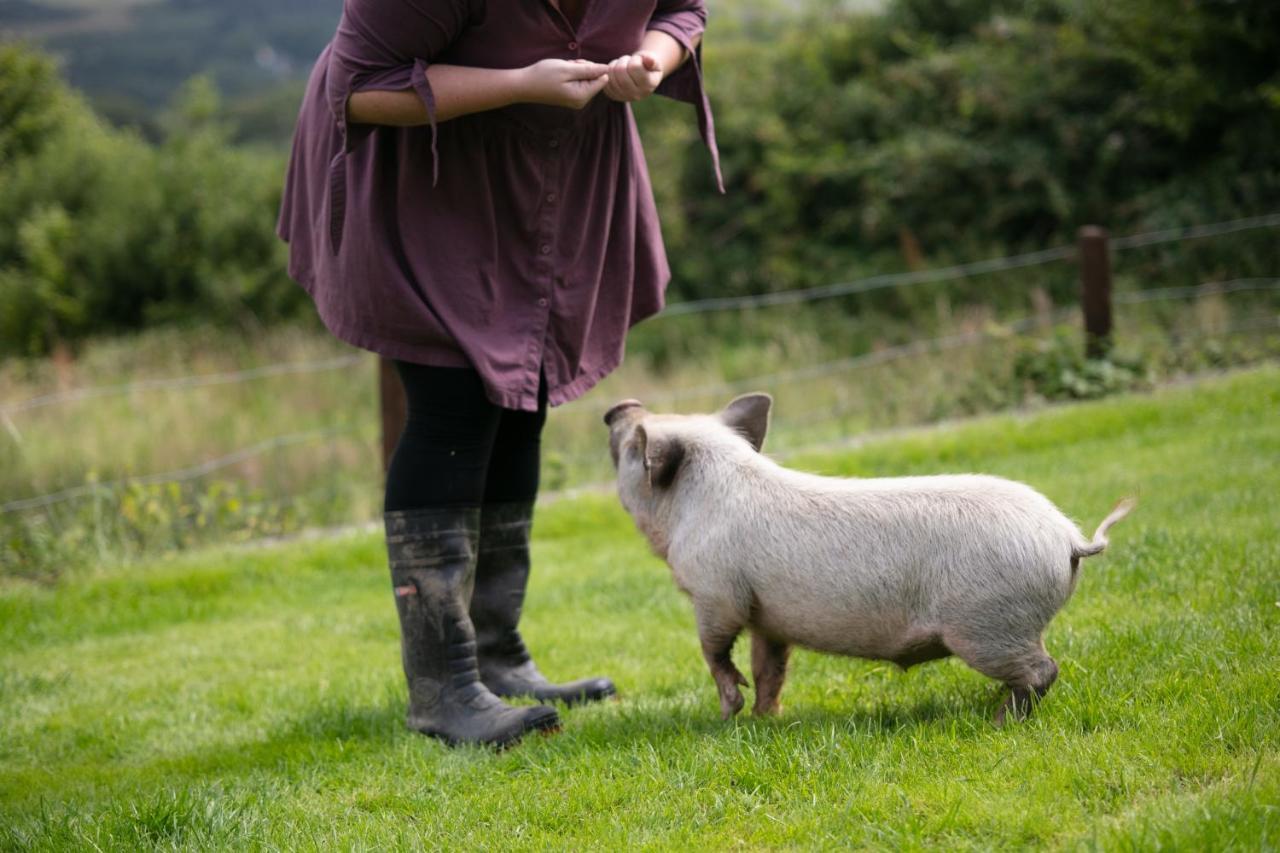 Cwtch Farm Bed & Breakfast Ystalyfera Zewnętrze zdjęcie